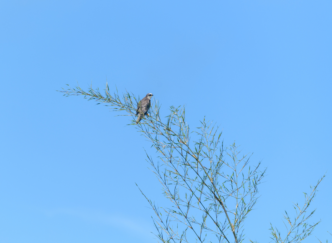 Pearl Kite, Los Cedros Reserve, Ecuador Opener shot for the last location of our Ecuador trip: Los Cedros Reserve, a cloud forest ecosystem. Ecuador,Ecuador 2021,Fall,Gampsonyx swainsonii,Geotagged,Los Cedros Reserve,Pearl kite,South America,World
