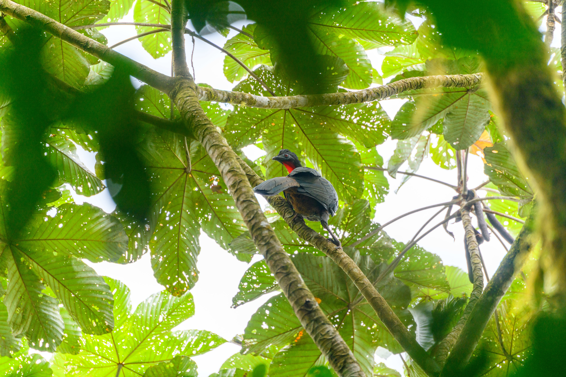 Crested Guan, Los Cedros Reserve, Ecuador  Crested guan,Ecuador,Ecuador 2021,Fall,Geotagged,Los Cedros Reserve,Penelope purpurascens,South America,World
