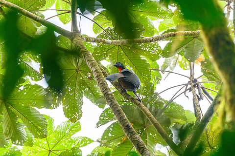Crested guan