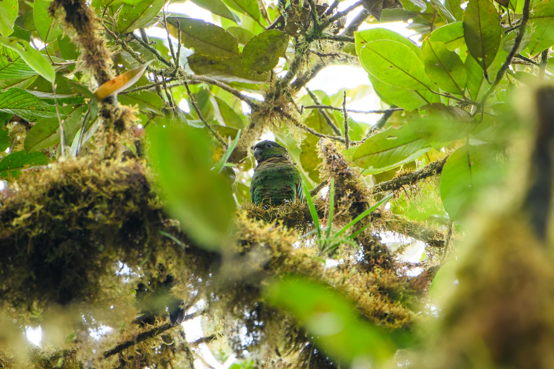 Maroon-tailed parakeet, Los Cedros Reserve, Ecuador  Ecuador,Ecuador 2021,Fall,Geotagged,Los Cedros Reserve,Maroon-tailed parakeet,Pyrrhura melanura,South America,World