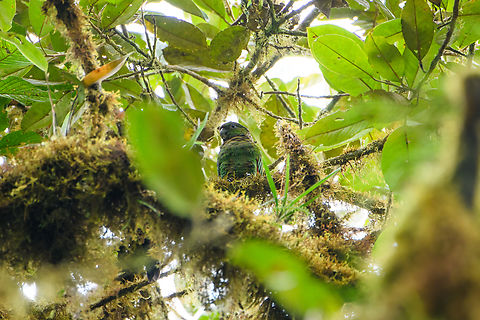 Maroon-tailed parakeet, Los Cedros Reserve, Ecuador  Ecuador,Ecuador 2021,Fall,Geotagged,Los Cedros Reserve,Maroon-tailed parakeet,Pyrrhura melanura,South America,World