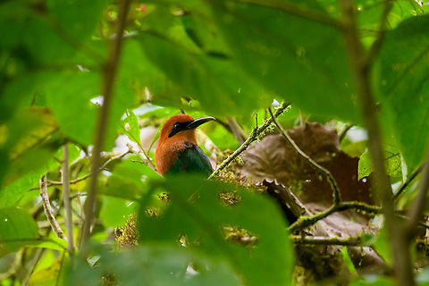 Broad-billed motmot, Los Cedros Reserve, Ecuador  Broad-billed motmot,Ecuador,Ecuador 2021,Electron platyrhynchum,Fall,Geotagged,Los Cedros Reserve,South America,World