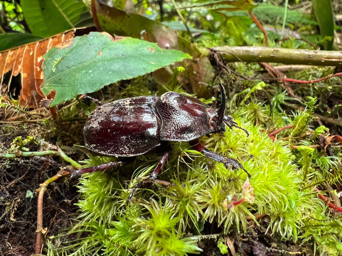 Enema pan, Los Cedros Reserve, Ecuador Quick smartphone shot. Ecuador,Ecuador 2021,Enema pan,Fall,Geotagged,Los Cedros Reserve,South America,World