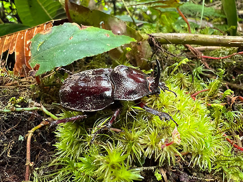 Enema pan, Los Cedros Reserve, Ecuador Quick smartphone shot. Ecuador,Ecuador 2021,Enema pan,Fall,Geotagged,Los Cedros Reserve,South America,World