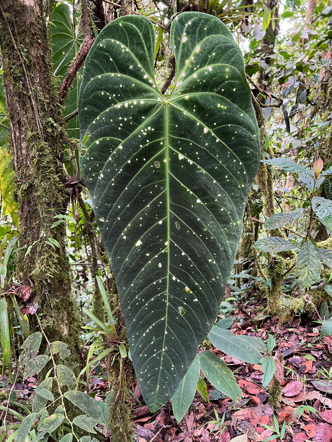 Large tropical leaf, Los Cedros Reserve, Ecuador From memory, about 1m in height. Candidate genuses I have in mind are Philodendrons or Anthurium sp. Ecuador,Ecuador 2021,Fall,Geotagged,Los Cedros Reserve,South America,World