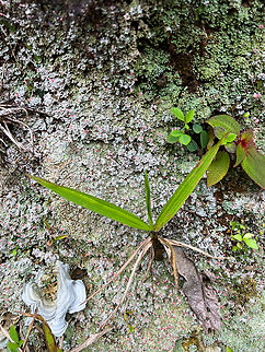 Dibaeis baeomyces, Los Cedros Reserve, Ecuador  Dibaeis baeomyces,Ecuador,Ecuador 2021,Fall,Geotagged,Los Cedros Reserve,Pink earth lichen,South America,World