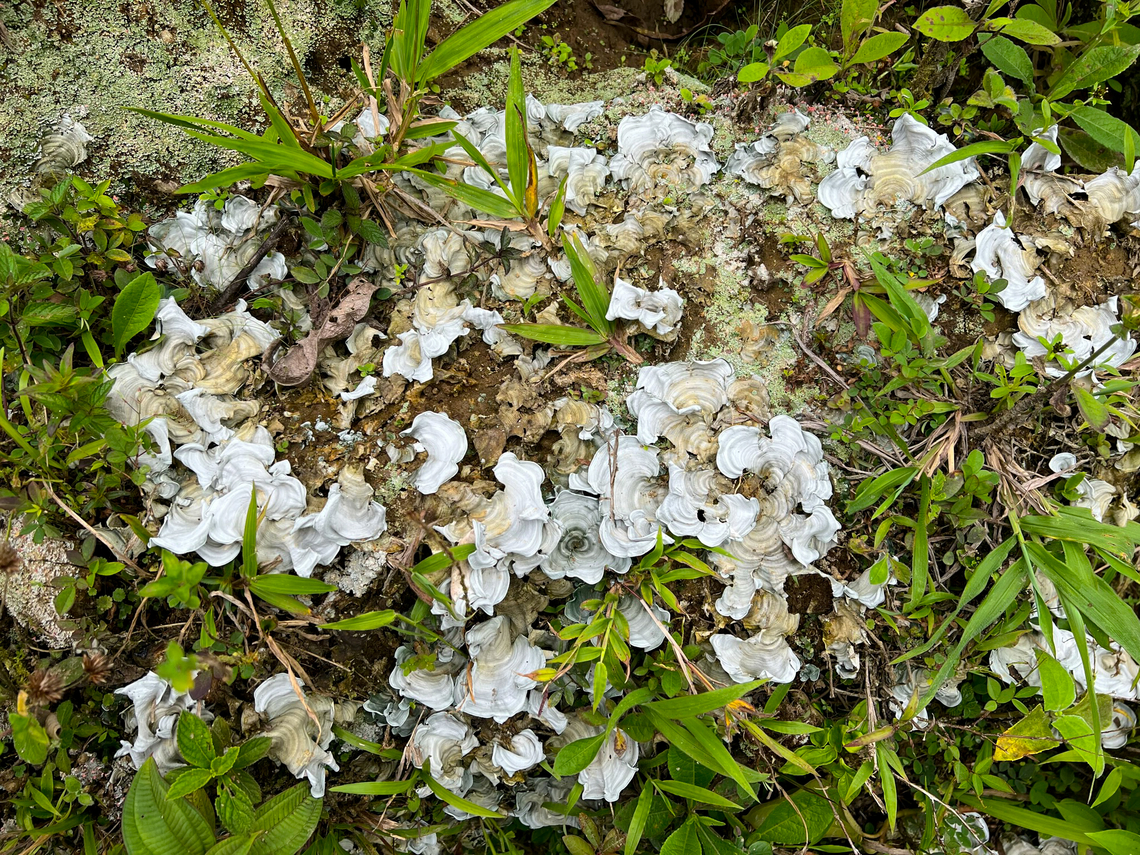 Cora pavonia, Los Cedros Reserve, Ecuador  Cora pavonia,Ecuador,Ecuador 2021,Fall,Geotagged,Los Cedros Reserve,South America,World