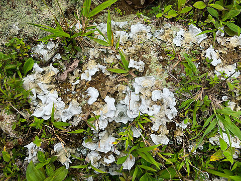 Cora pavonia, Los Cedros Reserve, Ecuador  Cora pavonia,Ecuador,Ecuador 2021,Fall,Geotagged,Los Cedros Reserve,South America,World