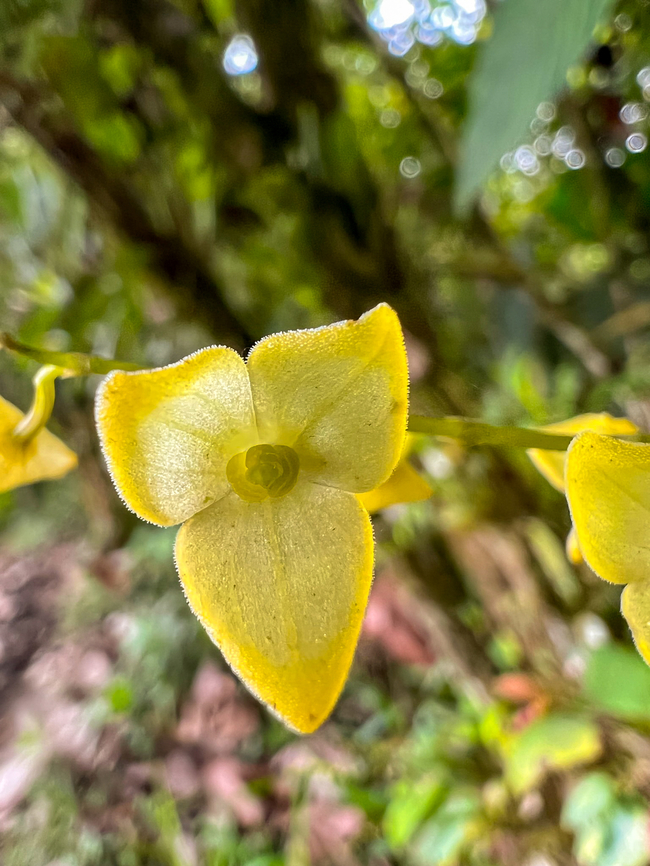 Stelis superbiens, Los Cedros Reserve, Ecuador  Ecuador,Ecuador 2021,Fall,Geotagged,Los Cedros Reserve,South America,Stelis superbiens,World