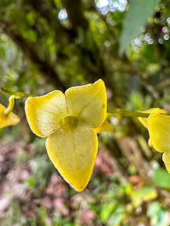 Stelis superbiens, Los Cedros Reserve, Ecuador  Ecuador,Ecuador 2021,Fall,Geotagged,Los Cedros Reserve,South America,Stelis superbiens,World
