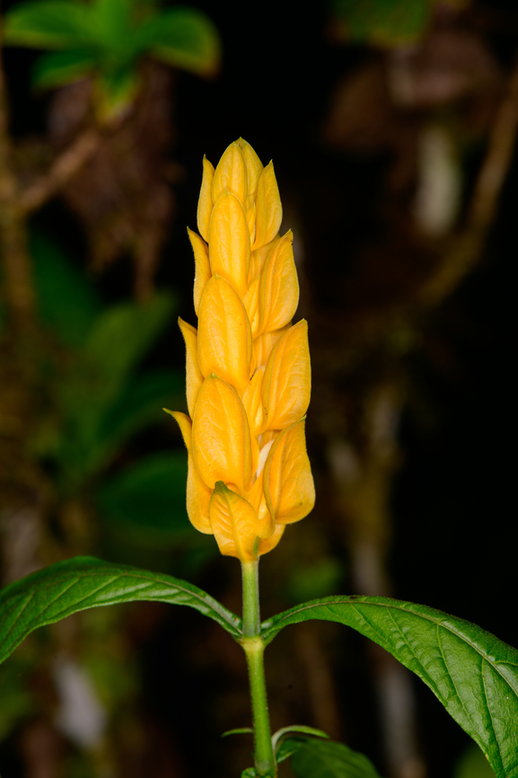 Golden Shrimp Plant, Los Cedros Reserve, Ecuador Cultivated, from the Los Cedros botanical garden section. Ecuador,Ecuador 2021,Fall,Geotagged,Lollipop Plant,Los Cedros Reserve,Pachystachys lutea,South America,World