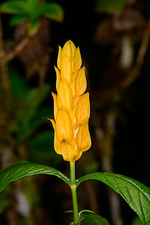 Golden Shrimp Plant, Los Cedros Reserve, Ecuador Cultivated, from the Los Cedros botanical garden section. Ecuador,Ecuador 2021,Fall,Geotagged,Lollipop Plant,Los Cedros Reserve,Pachystachys lutea,South America,World