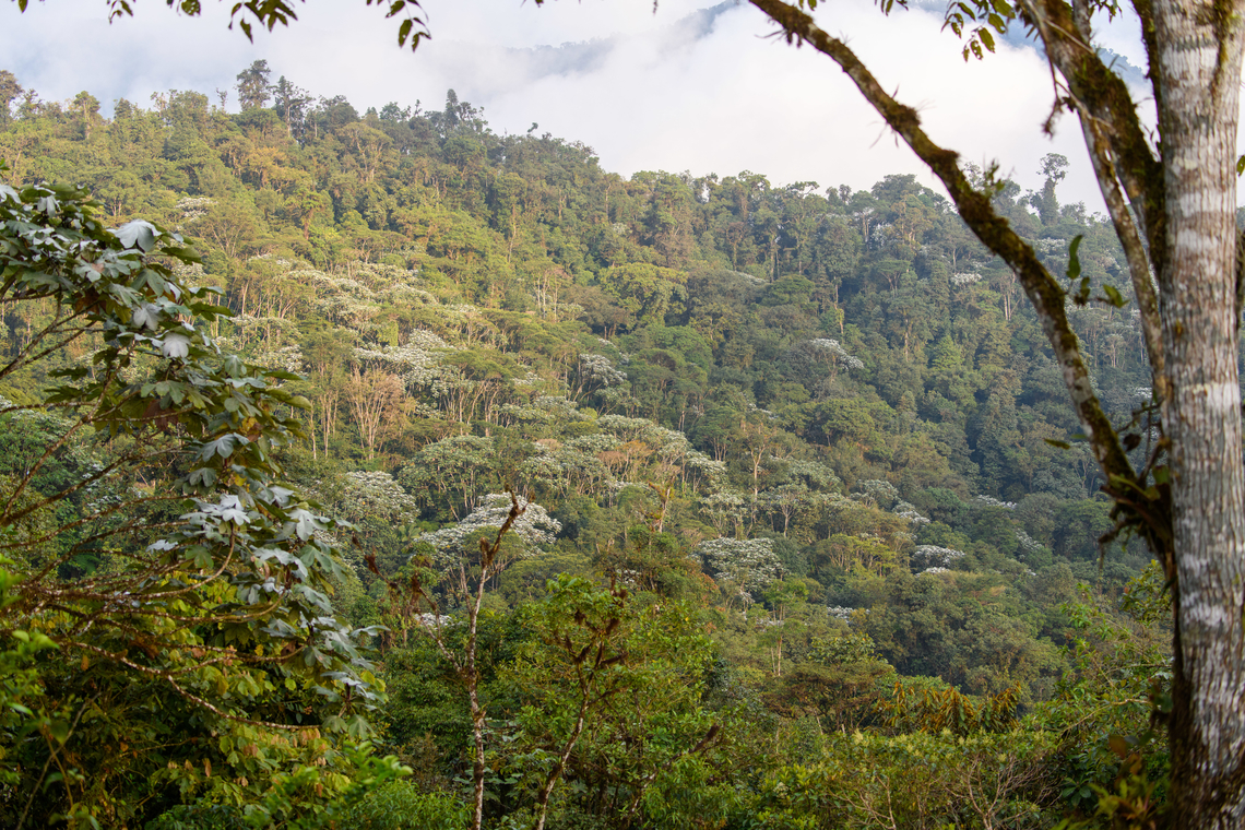 Los Cedros Cloud Forest Reserve, Ecuador Some scenery upon arriving at Los Cedros. This is pristine primary cloud forest habitat. A clear view like this is not the norm, rather the exception. Ecuador,Ecuador 2021,Fall,Geotagged,Los Cedros Reserve,South America,World