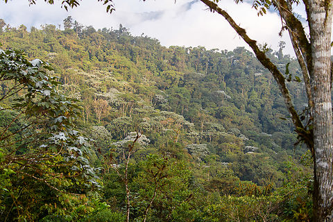 Los Cedros Cloud Forest Reserve, Ecuador Some scenery upon arriving at Los Cedros. This is pristine primary cloud forest habitat. A clear view like this is not the norm, rather the exception. Ecuador,Ecuador 2021,Fall,Geotagged,Los Cedros Reserve,South America,World