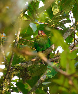 Rose-faced parrot, Los Cedros Reserve, Ecuador https://www.jungledragon.com/image/132456/rose-faced_parrots_grooming_los_cedros_reserve_ecuador.html Ecuador,Ecuador 2021,Fall,Geotagged,Los Cedros Reserve,Pyrilia pulchra,Rose-faced parrot,South America,World