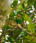 Rose-faced parrot, Los Cedros Reserve, Ecuador https://www.jungledragon.com/image/132456/rose-faced_parrots_grooming_los_cedros_reserve_ecuador.html Ecuador,Ecuador 2021,Fall,Geotagged,Los Cedros Reserve,Pyrilia pulchra,Rose-faced parrot,South America,World