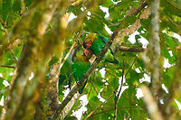 Rose-faced parrots grooming, Los Cedros Reserve, Ecuador https://www.jungledragon.com/image/132455/rose-faced_parrot_los_cedros_reserve_ecuador.html Ecuador,Ecuador 2021,Fall,Geotagged,Los Cedros Reserve,Pyrilia pulchra,Rose-faced parrot,South America,World