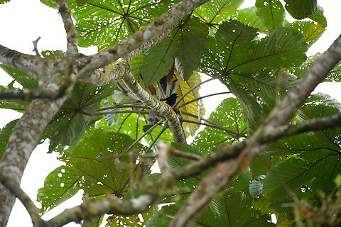 Lemon-rumped Tanager, Los Cedros Reserve, Ecuador Distant observation. Female:
https://www.jungledragon.com/image/132458/lemon-rumped_tanager_-_female_los_cedros_reserve_ecuador.html Ecuador,Ecuador 2021,Fall,Geotagged,Lemon-rumped Tanager,Los Cedros Reserve,Ramphocelus icteronotus,South America,World