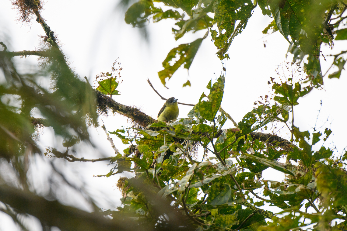 Lemon-rumped Tanager - female, Los Cedros Reserve, Ecuador Against the light, but posting it because we didn't have a photo of the female yet. Male:<br />
<figure class="photo"><a href="https://www.jungledragon.com/image/132457/lemon-rumped_tanager_los_cedros_reserve_ecuador.html" title="Lemon-rumped Tanager, Los Cedros Reserve, Ecuador"><img src="https://s3.amazonaws.com/media.jungledragon.com/images/2/132457_thumb.jpg?AWSAccessKeyId=05GMT0V3GWVNE7GGM1R2&Expires=1769040010&Signature=xZAW3%2B4UZFHYs4HyHBO6z5rR4bE%3D" width="200" height="134" alt="Lemon-rumped Tanager, Los Cedros Reserve, Ecuador Distant observation. Female:<br />
https://www.jungledragon.com/image/132458/lemon-rumped_tanager_-_female_los_cedros_reserve_ecuador.html Ecuador,Ecuador 2021,Fall,Geotagged,Lemon-rumped Tanager,Los Cedros Reserve,Ramphocelus icteronotus,South America,World" /></a></figure> Ecuador,Ecuador 2021,Fall,Geotagged,Lemon-rumped Tanager,Los Cedros Reserve,Ramphocelus icteronotus,South America,World
