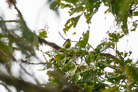Lemon-rumped Tanager - female, Los Cedros Reserve, Ecuador Against the light, but posting it because we didn't have a photo of the female yet. Male:
https://www.jungledragon.com/image/132457/lemon-rumped_tanager_los_cedros_reserve_ecuador.html Ecuador,Ecuador 2021,Fall,Geotagged,Lemon-rumped Tanager,Los Cedros Reserve,Ramphocelus icteronotus,South America,World