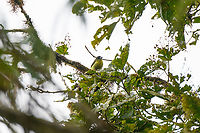 Lemon-rumped Tanager - female, Los Cedros Reserve, Ecuador Against the light, but posting it because we didn't have a photo of the female yet. Male:<br />
https://www.jungledragon.com/image/132457/lemon-rumped_tanager_los_cedros_reserve_ecuador.html Ecuador,Ecuador 2021,Fall,Geotagged,Lemon-rumped Tanager,Los Cedros Reserve,Ramphocelus icteronotus,South America,World