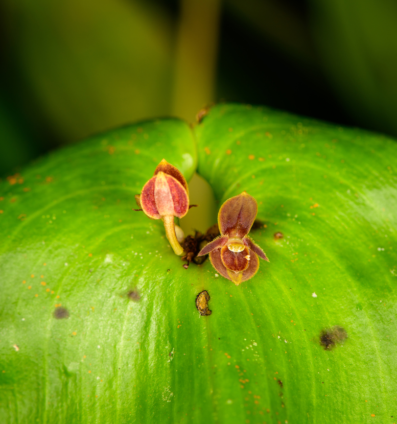 Pleurothallis crossota, Los Cedros Reserve, Ecuador  Ecuador,Ecuador 2021,Fall,Geotagged,Los Cedros Reserve,Pleurothallis crossota,South America,World