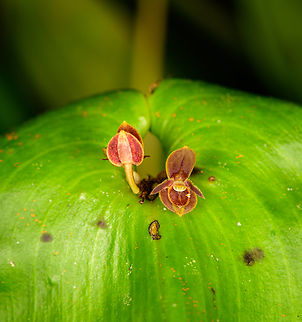 Pleurothallis crossota, Los Cedros Reserve, Ecuador  Ecuador,Ecuador 2021,Fall,Geotagged,Los Cedros Reserve,Pleurothallis crossota,South America,World