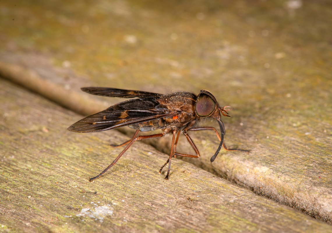 Horse fly in tribe Diachlorini, Los Cedros Reserve, Ecuador Looks a bit roughed up as it stung our guide Manuel, whom slapped it in return. Ecuador,Ecuador 2021,Fall,Geotagged,Los Cedros Reserve,South America,World