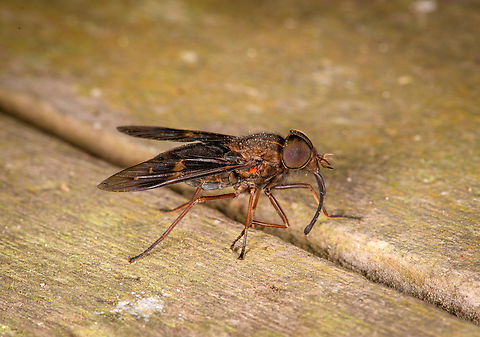 Horse fly in tribe Diachlorini, Los Cedros Reserve, Ecuador Looks a bit roughed up as it stung our guide Manuel, whom slapped it in return. Ecuador,Ecuador 2021,Fall,Geotagged,Los Cedros Reserve,South America,World