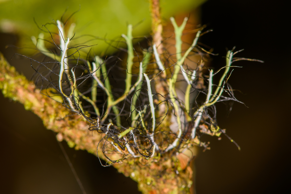Thread-like lichen (Heterodermia sp.), Los Cedros Reserve, Ecuador  Ecuador,Ecuador 2021,Fall,Geotagged,Los Cedros Reserve,South America,World