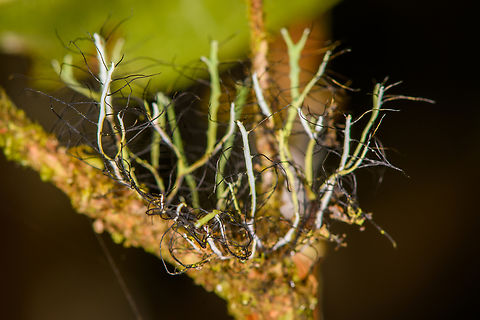 Thread-like lichen (Heterodermia sp.), Los Cedros Reserve, Ecuador  Ecuador,Ecuador 2021,Fall,Geotagged,Los Cedros Reserve,South America,World