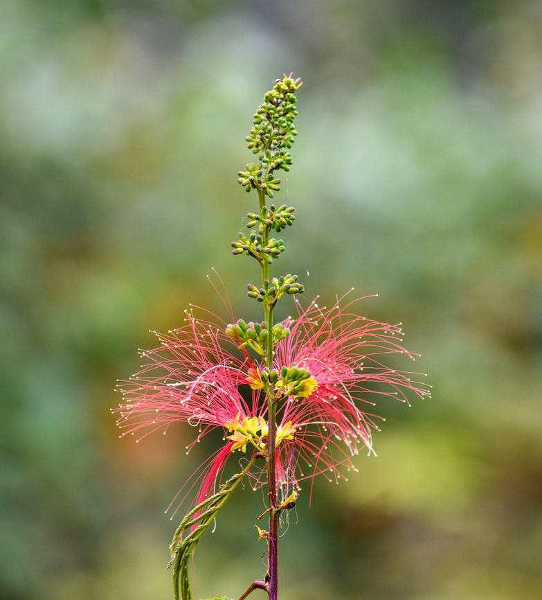 Calliandra houstoniana, Los Cedros Reserve, Ecuador Cultivated. Calliandra houstoniana,Ecuador,Ecuador 2021,Fall,Geotagged,Los Cedros Reserve,South America,World
