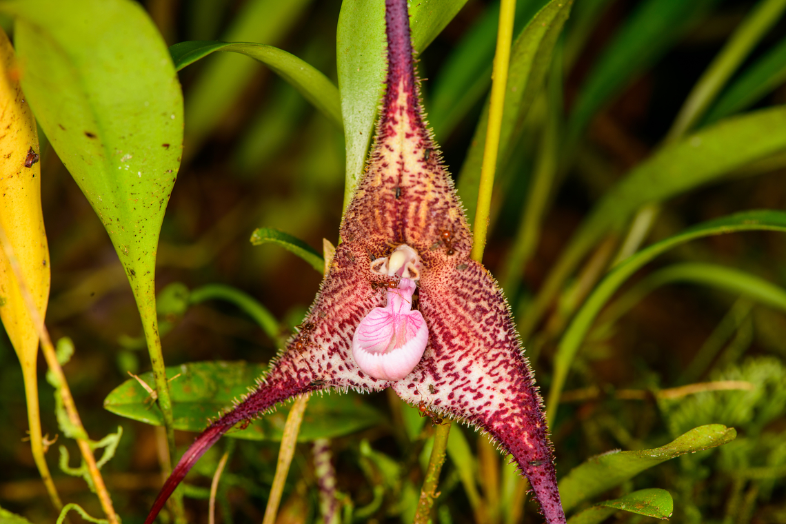 Dracula lafleurii, Los Cedros Reserve, Ecuador Orchids in the Dracula genus mimic mushrooms visually (lower labellum) and by scent, tricking flies into visiting them, making possible pollination. Dracula orchids are only found in pristine primary cloud forests. They also grow in the shade as they cannot tolerate direct sunlight or high temperatures. Dracula lafleurii,Ecuador,Ecuador 2021,Fall,Geotagged,Los Cedros Reserve,South America,World