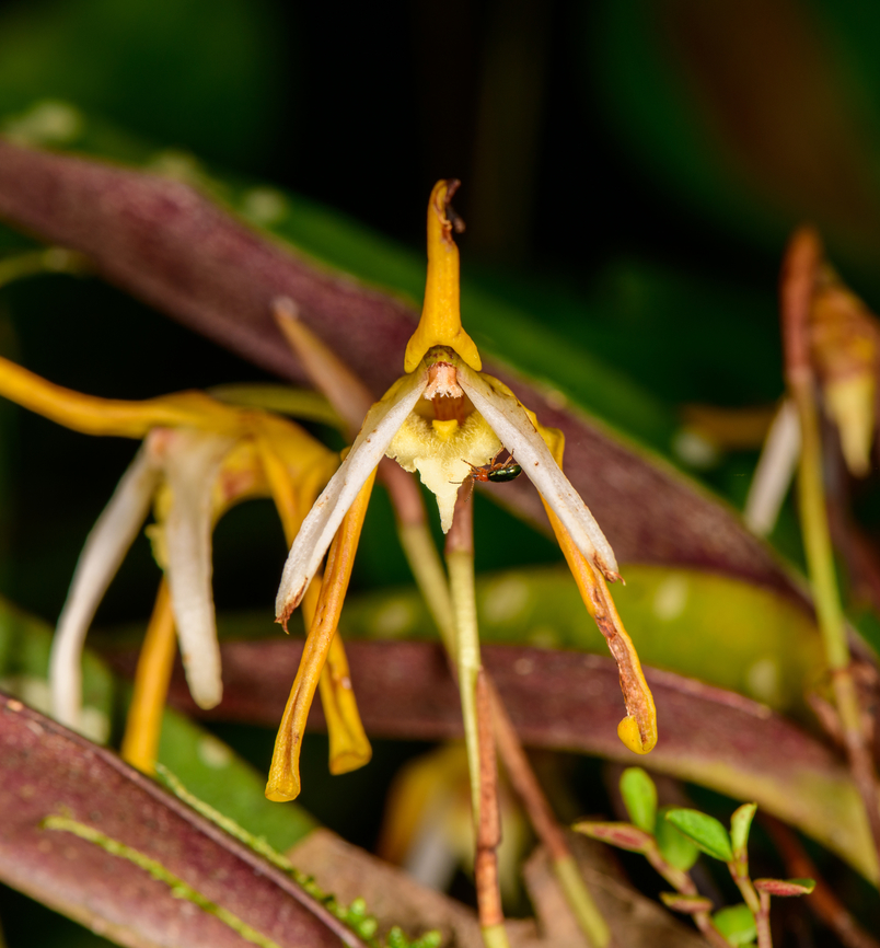 Maxillaria pseudoreichenheimiana, Los Cedros Reserve, Ecuador  Ecuador,Ecuador 2021,Fall,Geotagged,Los Cedros Reserve,Maxillaria pseudoreichenheimiana,South America,World