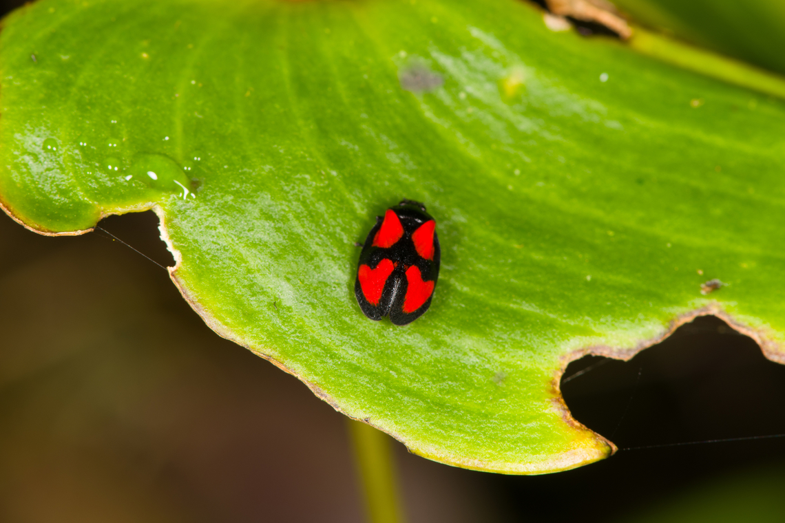 Mahanarva cruxminor (froghopper), Los Cedros Reserve, Ecuador  Ecuador,Ecuador 2021,Fall,Geotagged,Los Cedros Reserve,Mahanarva cruxminor,South America,World
