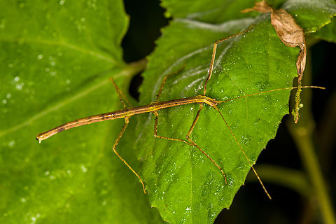 Stick insect, Los Cedros Reserve, Ecuador  Ecuador,Ecuador 2021,Fall,Geotagged,Los Cedros Reserve,South America,World