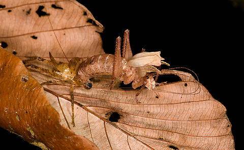 Katydid moulting, Los Cedros Reserve, Ecuador Photo rotated. Ecuador,Ecuador 2021,Fall,Geotagged,Los Cedros Reserve,South America,World