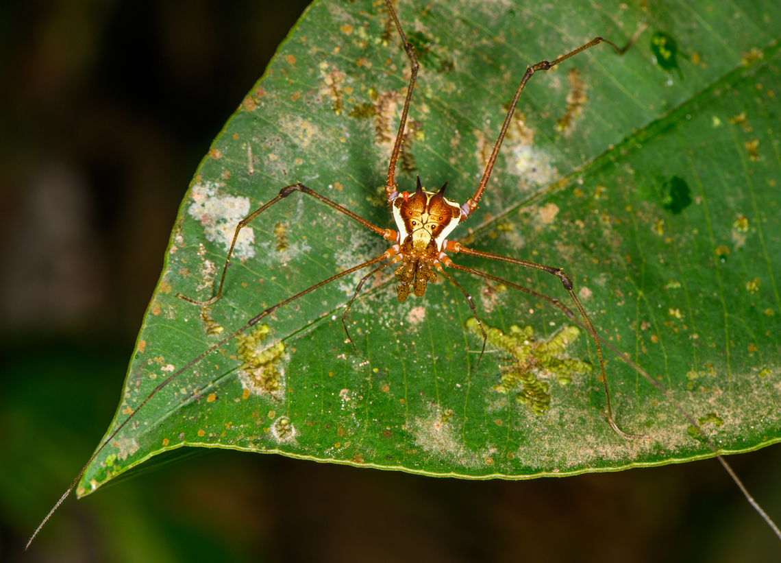 Harvestman (Eucranaus sp.), Los Cedros Reserve, Ecuador <figure class="photo"><a href="https://www.jungledragon.com/image/132595/harvestman_eucranaus_sp._closeup_los_cedros_reserve_ecuador.html" title="Harvestman (Eucranaus sp.) closeup, Los Cedros Reserve, Ecuador"><img src="https://s3.amazonaws.com/media.jungledragon.com/images/2/132595_thumb.jpg?AWSAccessKeyId=05GMT0V3GWVNE7GGM1R2&Expires=1759968010&Signature=oIm1lK7P%2BizuVSKn6Wr4HVyKK9s%3D" width="130" height="152" alt="Harvestman (Eucranaus sp.) closeup, Los Cedros Reserve, Ecuador https://www.jungledragon.com/image/132569/harvestman_eucranaus_sp._los_cedros_reserve_ecuador.html Ecuador,Ecuador 2021,Fall,Geotagged,Los Cedros Reserve,South America,World" /></a></figure> Ecuador,Ecuador 2021,Fall,Geotagged,Los Cedros Reserve,South America,World