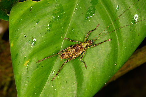 Camouflaged katydid, Los Cedros Reserve, Ecuador  Ecuador,Ecuador 2021,Fall,Geotagged,Los Cedros Reserve,South America,World