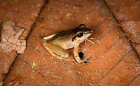 Cachabi robber frog, Los Cedros Reserve, Ecuador ID by local Los Cedros ranger Martin.<br />
https://www.jungledragon.com/image/132572/cachabi_robber_frog_-_top_view_los_cedros_reserve_ecuador.html<br />
https://www.jungledragon.com/image/132573/cachabi_robber_frog_-_side_view_los_cedros_reserve_ecuador.html Cachabi robber frog,Ecuador,Ecuador 2021,Fall,Geotagged,Los Cedros Reserve,Pristimantis achatinus,South America,World