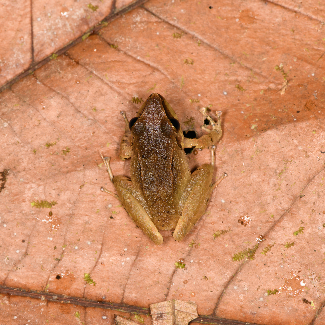 Cachabi robber frog - top view, Los Cedros Reserve, Ecuador ID by local Los Cedros ranger Martin.<br />
<figure class="photo"><a href="https://www.jungledragon.com/image/132571/cachabi_robber_frog_los_cedros_reserve_ecuador.html" title="Cachabi robber frog, Los Cedros Reserve, Ecuador"><img src="https://s3.amazonaws.com/media.jungledragon.com/images/2/132571_thumb.jpg?AWSAccessKeyId=05GMT0V3GWVNE7GGM1R2&Expires=1769040010&Signature=Csdjdho3w6QkPxcVbpnjaNQfvrs%3D" width="200" height="126" alt="Cachabi robber frog, Los Cedros Reserve, Ecuador ID by local Los Cedros ranger Martin.<br />
https://www.jungledragon.com/image/132572/cachabi_robber_frog_-_top_view_los_cedros_reserve_ecuador.html<br />
https://www.jungledragon.com/image/132573/cachabi_robber_frog_-_side_view_los_cedros_reserve_ecuador.html Cachabi robber frog,Ecuador,Ecuador 2021,Fall,Geotagged,Los Cedros Reserve,Pristimantis achatinus,South America,World" /></a></figure><br />
<figure class="photo"><a href="https://www.jungledragon.com/image/132573/cachabi_robber_frog_-_side_view_los_cedros_reserve_ecuador.html" title="Cachabi robber frog - side view, Los Cedros Reserve, Ecuador"><img src="https://s3.amazonaws.com/media.jungledragon.com/images/2/132573_thumb.jpg?AWSAccessKeyId=05GMT0V3GWVNE7GGM1R2&Expires=1769040010&Signature=Po1U3h76gwcymNEQuG5hL8Dy1QM%3D" width="200" height="134" alt="Cachabi robber frog - side view, Los Cedros Reserve, Ecuador ID by local Los Cedros ranger Martin.<br />
https://www.jungledragon.com/image/132571/cachabi_robber_frog_los_cedros_reserve_ecuador.html<br />
https://www.jungledragon.com/image/132572/cachabi_robber_frog_-_top_view_los_cedros_reserve_ecuador.html Cachabi robber frog,Ecuador,Ecuador 2021,Fall,Geotagged,Los Cedros Reserve,Pristimantis achatinus,South America,World" /></a></figure> Cachabi robber frog,Ecuador,Ecuador 2021,Fall,Geotagged,Los Cedros Reserve,Pristimantis achatinus,South America,World