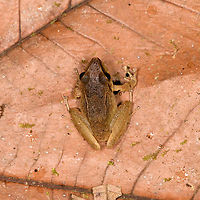 Cachabi robber frog - top view, Los Cedros Reserve, Ecuador ID by local Los Cedros ranger Martin.<br />
https://www.jungledragon.com/image/132571/cachabi_robber_frog_los_cedros_reserve_ecuador.html<br />
https://www.jungledragon.com/image/132573/cachabi_robber_frog_-_side_view_los_cedros_reserve_ecuador.html Cachabi robber frog,Ecuador,Ecuador 2021,Fall,Geotagged,Los Cedros Reserve,Pristimantis achatinus,South America,World