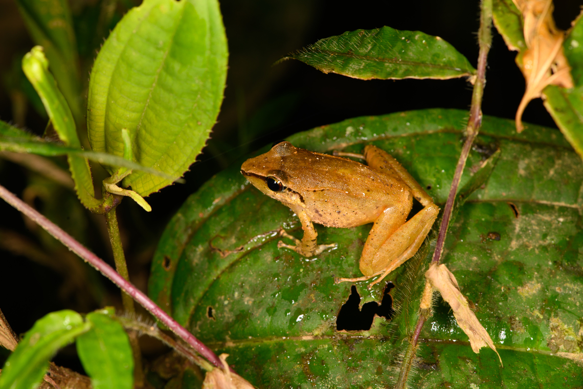 Cachabi robber frog - side view, Los Cedros Reserve, Ecuador ID by local Los Cedros ranger Martin.<br />
<figure class="photo"><a href="https://www.jungledragon.com/image/132571/cachabi_robber_frog_los_cedros_reserve_ecuador.html" title="Cachabi robber frog, Los Cedros Reserve, Ecuador"><img src="https://s3.amazonaws.com/media.jungledragon.com/images/2/132571_thumb.jpg?AWSAccessKeyId=05GMT0V3GWVNE7GGM1R2&Expires=1759968010&Signature=iGsk%2Bni7U136B9vjX7mbd0nyZkA%3D" width="200" height="126" alt="Cachabi robber frog, Los Cedros Reserve, Ecuador ID by local Los Cedros ranger Martin.<br />
https://www.jungledragon.com/image/132572/cachabi_robber_frog_-_top_view_los_cedros_reserve_ecuador.html<br />
https://www.jungledragon.com/image/132573/cachabi_robber_frog_-_side_view_los_cedros_reserve_ecuador.html Cachabi robber frog,Ecuador,Ecuador 2021,Fall,Geotagged,Los Cedros Reserve,Pristimantis achatinus,South America,World" /></a></figure><br />
<figure class="photo"><a href="https://www.jungledragon.com/image/132572/cachabi_robber_frog_-_top_view_los_cedros_reserve_ecuador.html" title="Cachabi robber frog - top view, Los Cedros Reserve, Ecuador"><img src="https://s3.amazonaws.com/media.jungledragon.com/images/2/132572_thumb.jpg?AWSAccessKeyId=05GMT0V3GWVNE7GGM1R2&Expires=1759968010&Signature=s5jf3v%2Fgpn6cnc069WYVLl63Cx0%3D" width="200" height="200" alt="Cachabi robber frog - top view, Los Cedros Reserve, Ecuador ID by local Los Cedros ranger Martin.<br />
https://www.jungledragon.com/image/132571/cachabi_robber_frog_los_cedros_reserve_ecuador.html<br />
https://www.jungledragon.com/image/132573/cachabi_robber_frog_-_side_view_los_cedros_reserve_ecuador.html Cachabi robber frog,Ecuador,Ecuador 2021,Fall,Geotagged,Los Cedros Reserve,Pristimantis achatinus,South America,World" /></a></figure> Cachabi robber frog,Ecuador,Ecuador 2021,Fall,Geotagged,Los Cedros Reserve,Pristimantis achatinus,South America,World