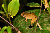 Cachabi robber frog - side view, Los Cedros Reserve, Ecuador ID by local Los Cedros ranger Martin.<br />
https://www.jungledragon.com/image/132571/cachabi_robber_frog_los_cedros_reserve_ecuador.html<br />
https://www.jungledragon.com/image/132572/cachabi_robber_frog_-_top_view_los_cedros_reserve_ecuador.html Cachabi robber frog,Ecuador,Ecuador 2021,Fall,Geotagged,Los Cedros Reserve,Pristimantis achatinus,South America,World
