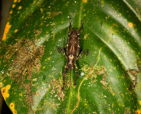 Dark Katydid in tribe Pleminiini, Los Cedros Reserve, Ecuador  Ecuador,Ecuador 2021,Fall,Geotagged,Los Cedros Reserve,South America,World