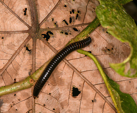Dark millipede, Los Cedros Reserve, Ecuador  Ecuador,Ecuador 2021,Fall,Geotagged,Los Cedros Reserve,South America,World