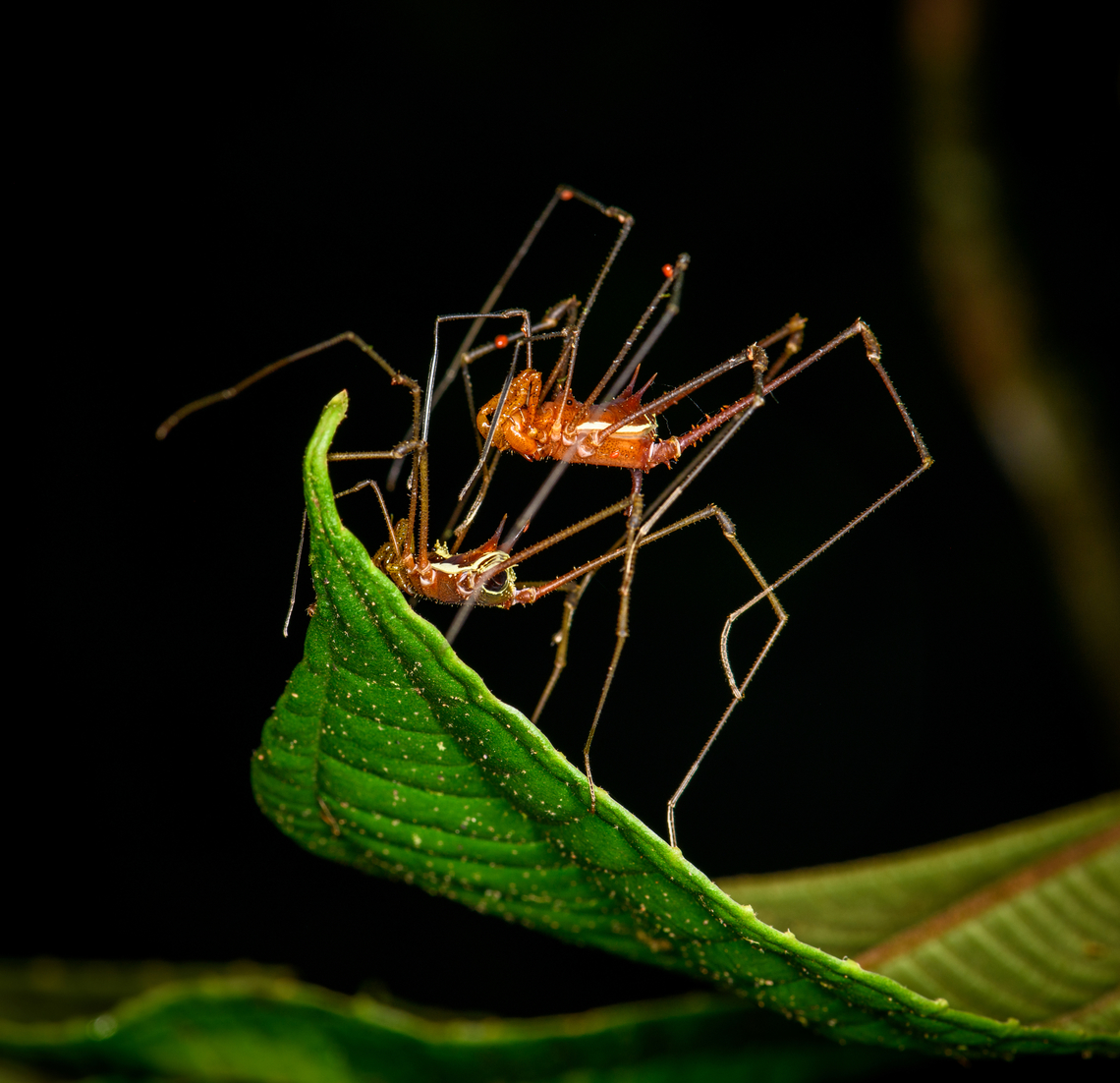 Harvestman (Eucranaus sp.) mating, Los Cedros Reserve, Ecuador Harvestman and harvestwoman in a many-legged scene. Ecuador,Ecuador 2021,Fall,Geotagged,Los Cedros Reserve,South America,World