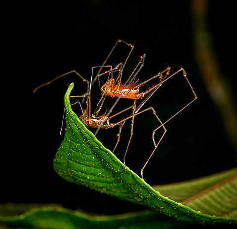 Harvestman (Eucranaus sp.) mating, Los Cedros Reserve, Ecuador Harvestman and harvestwoman in a many-legged scene. Ecuador,Ecuador 2021,Fall,Geotagged,Los Cedros Reserve,South America,World