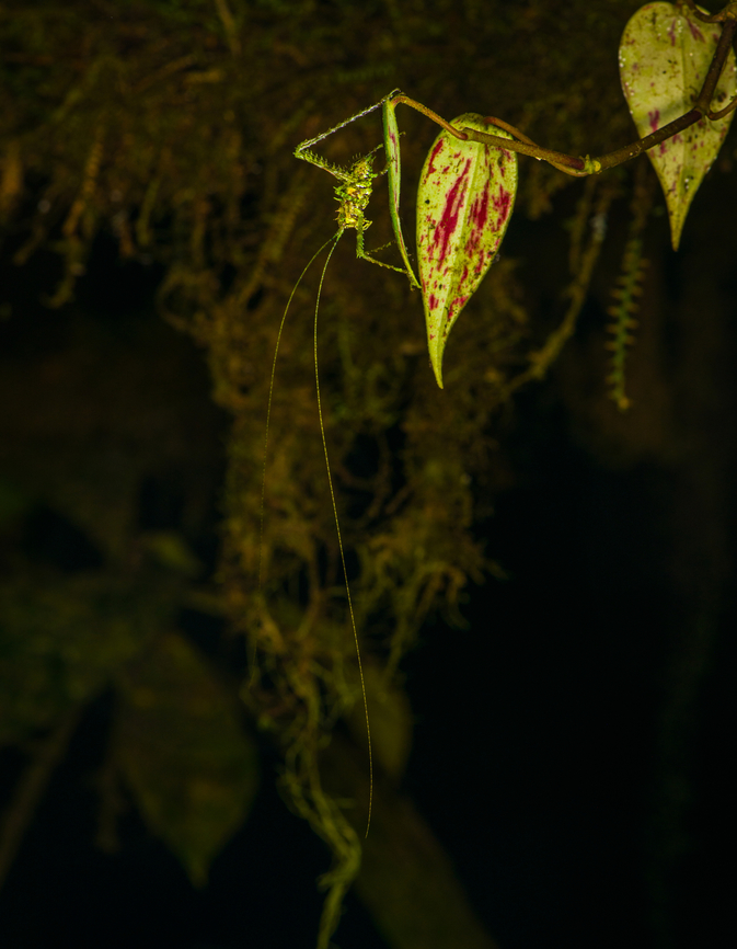 Green Katydid, Los Cedros Reserve, Ecuador Endless antennae. Ecuador,Ecuador 2021,Fall,Geotagged,Los Cedros Reserve,South America,World