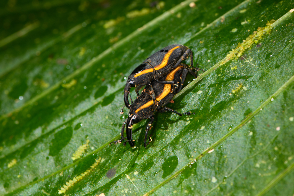 Cactophagus amoenus - mating, Los Cedros Reserve, Ecuador  Cactophagus amoenus,Ecuador,Ecuador 2021,Fall,Geotagged,Los Cedros Reserve,South America,World